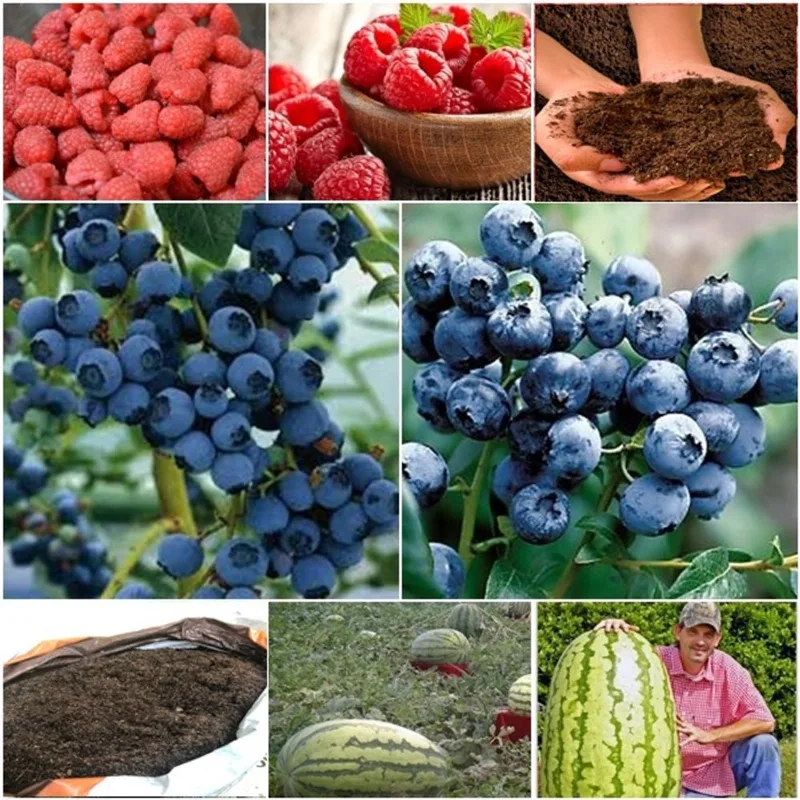 60 framboesa vermelha + 60 blueberry + 50 melancia gigante + super substrato