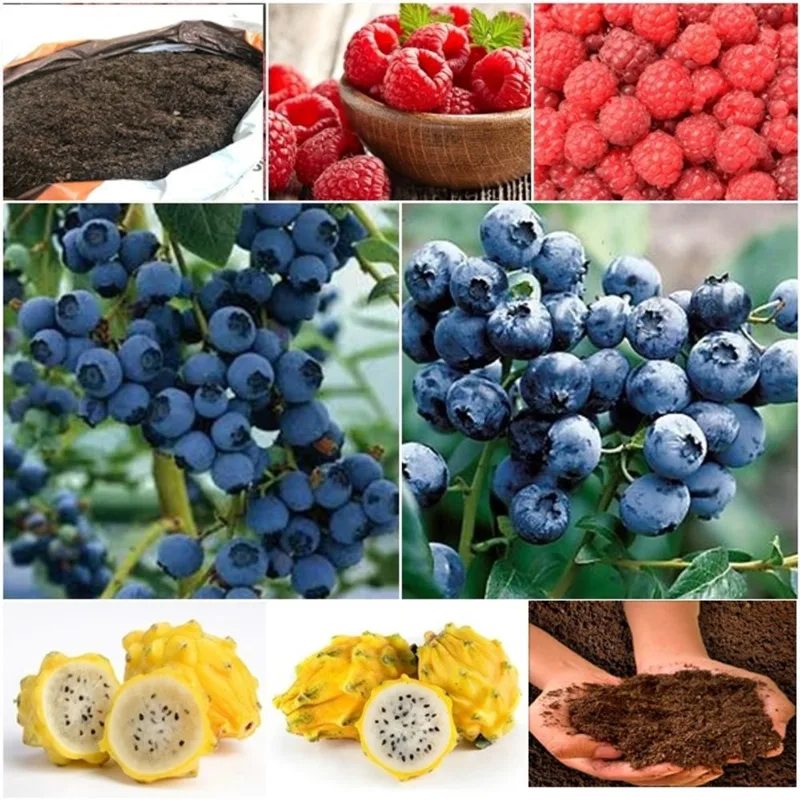 60 framboesa vermelha + 60 blueberry + 50 pitaya + super substrato