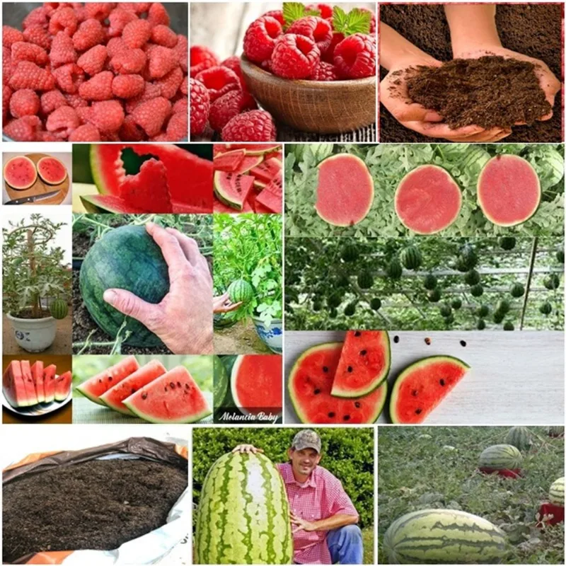 60 framboesa vermelha + 50 mini melancia + 50 melancia gigante + super substrato