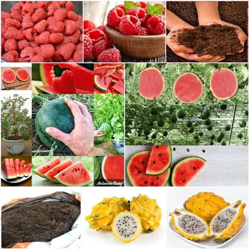 60 framboesa vermelha + 50 mini melancia + 50 pitaya + super substrato