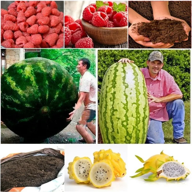 60 framboesa vermelha + 50 melancia gigante + 50 pitaya + super substrato