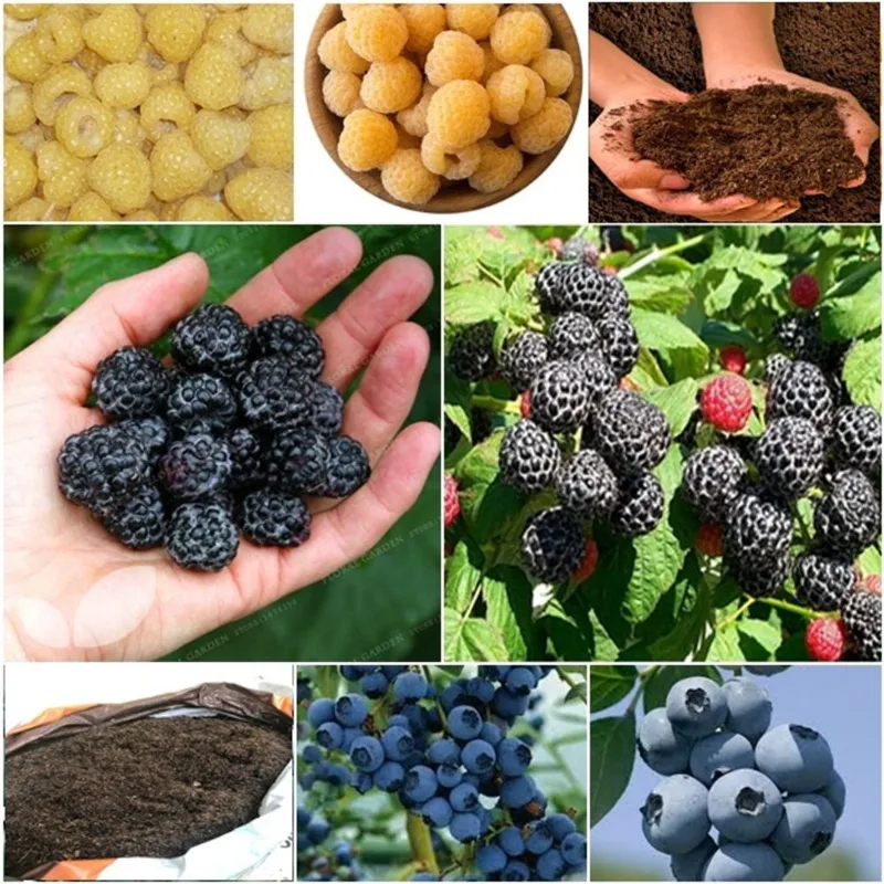 60 framboesa amarela + 60 framboesa negra + 60 blueberry + super substrato