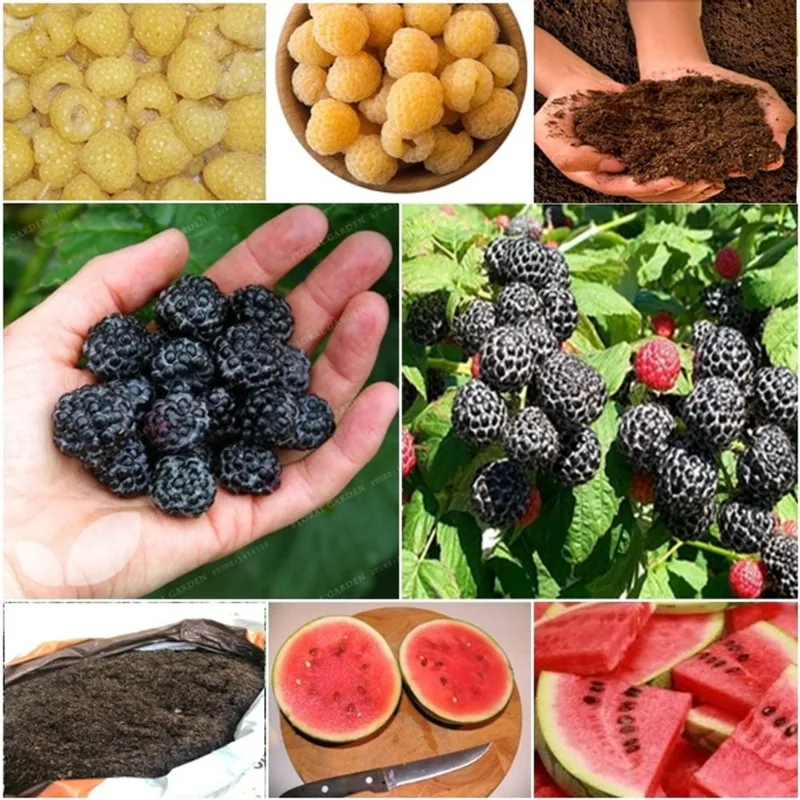 60 framboesa amarela + 60 framboesa negra + 50 mini melancia + super substrato