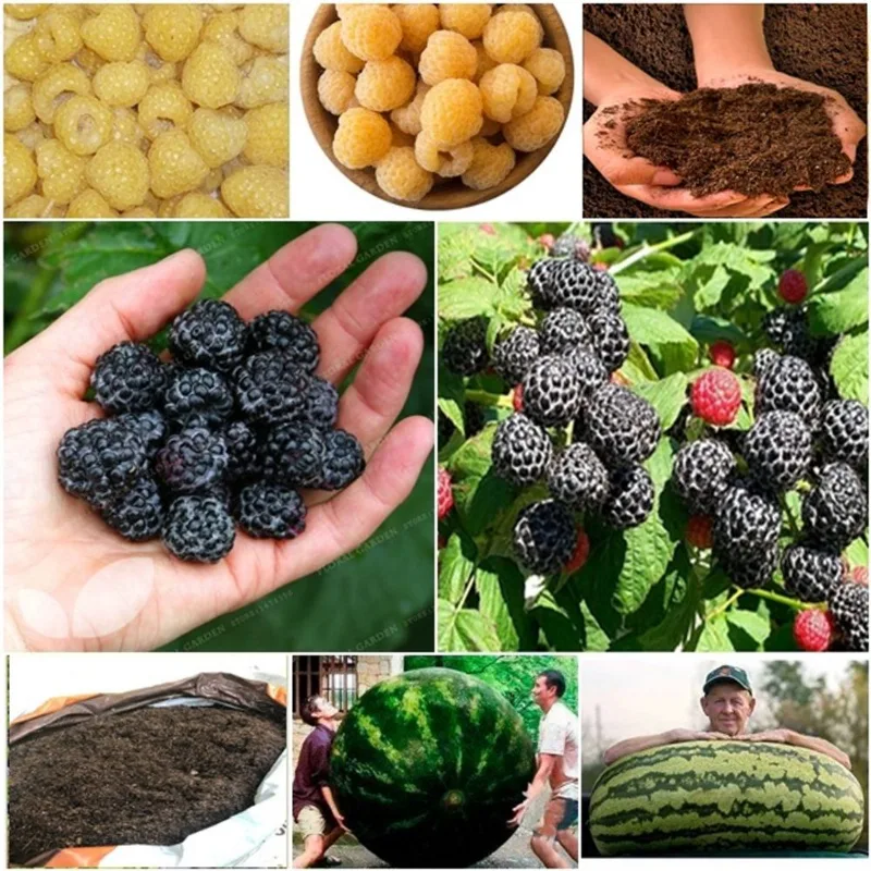 60 framboesa amarela + 60 framboesa negra + 50 melancia gigante + super substrato