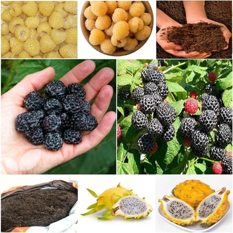 60 framboesa amarela + 60 framboesa negra + 50 pitaya + super substrato