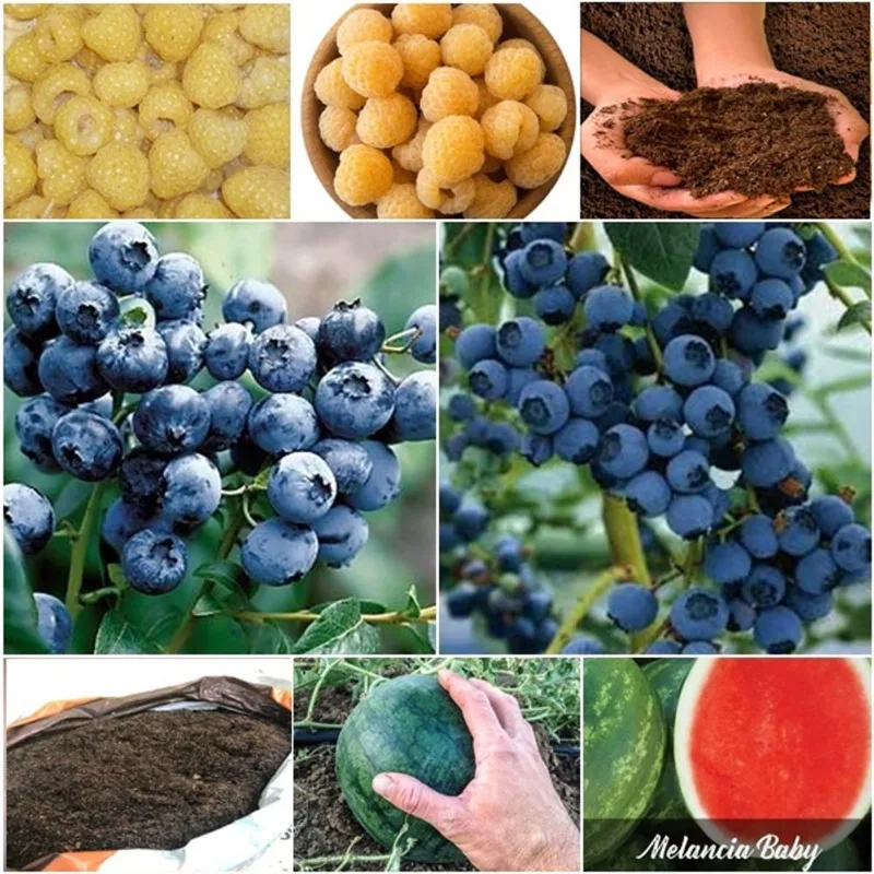 60 framboesa amarela + 60 blueberry + 50 mini melancia + super substrato