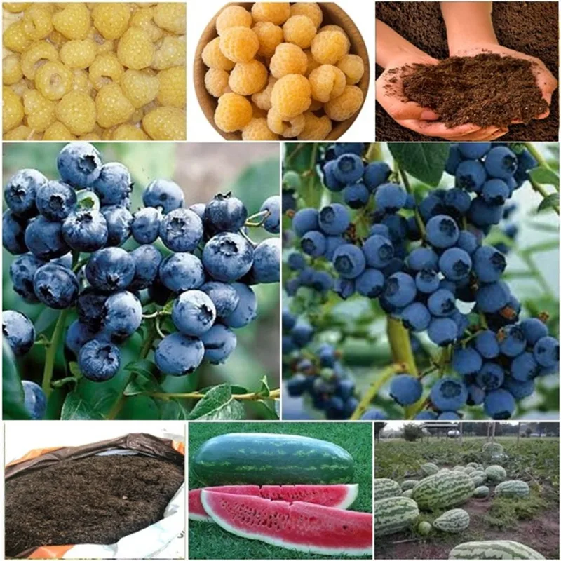 60 framboesa amarela + 60 blueberry + 50 melancia gigante + super substrato