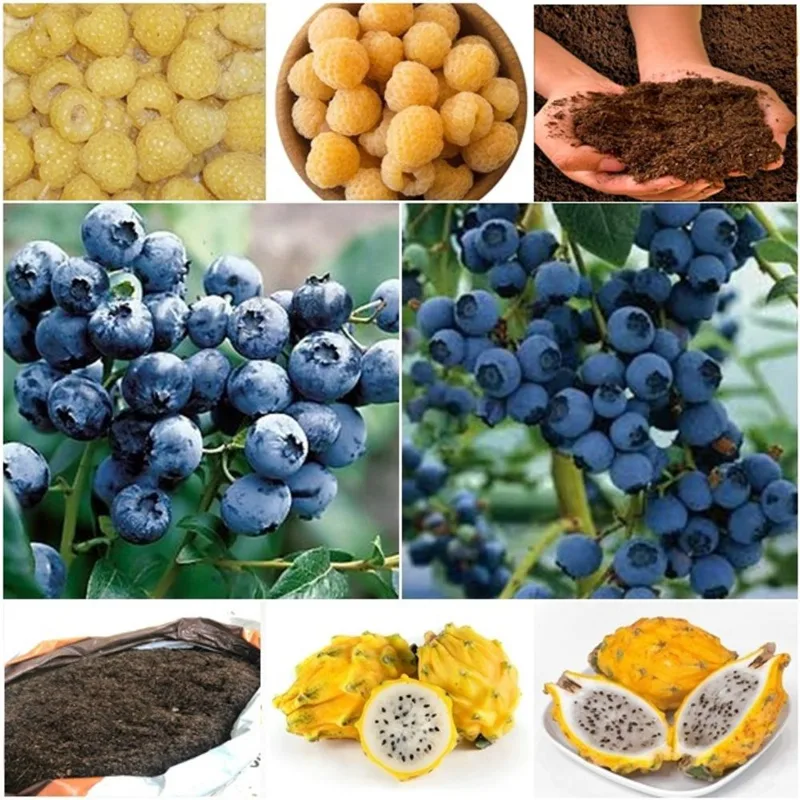 60 framboesa amarela + 60 blueberry + 50 pitaya + super substrato