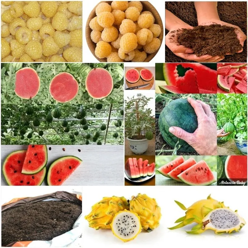60 framboesa amarela + 50 mini melancia + 50 pitaya + super substrato