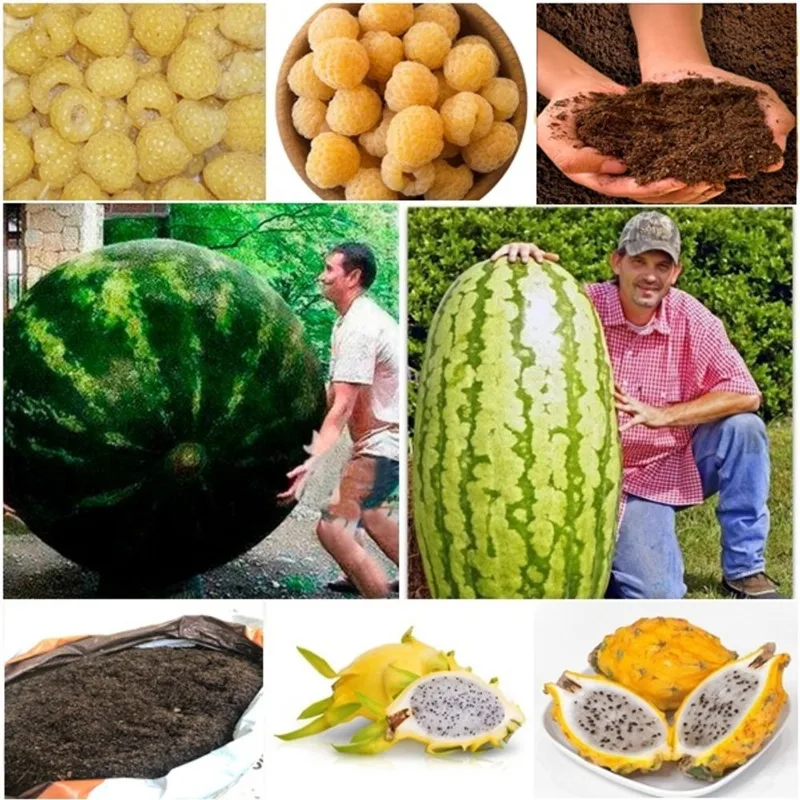 60 framboesa amarela + 50 melancia gigante + 50 pitaya + super substrato