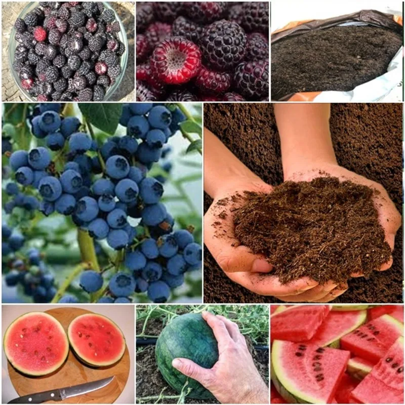 60 framboesa negra + 60 blueberry + 50 mini melancia + super substrato