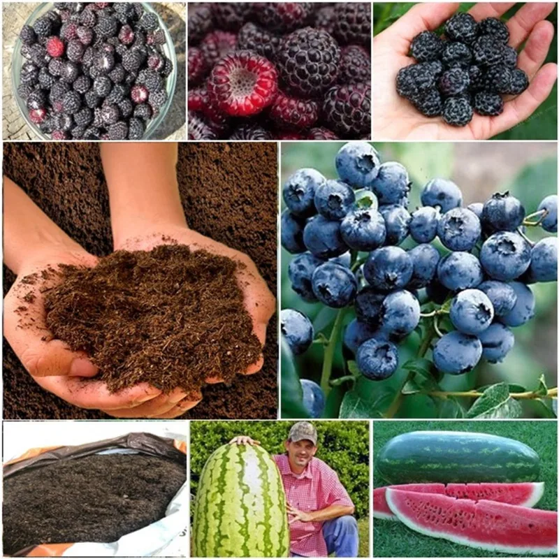 60 framboesa negra + 60 blueberry + 50 melancia gigante + super substrato