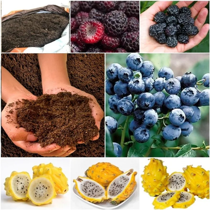 60 framboesa negra + 60 blueberry + 50 pitaya + super substrato