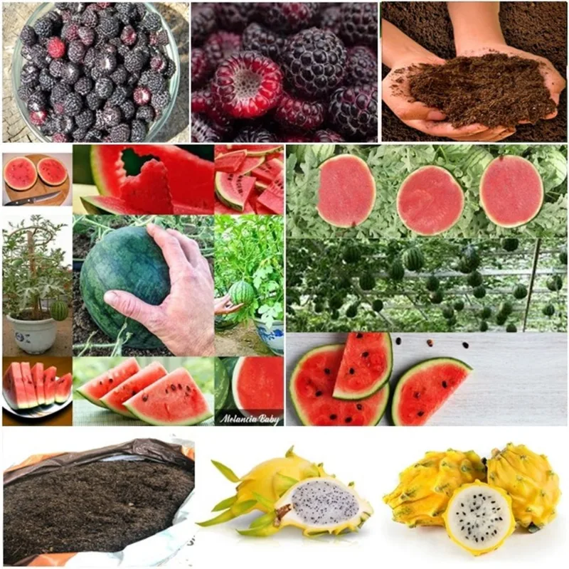 60 framboesa negra + 50 mini melancia + 50 pitaya + super substrato
