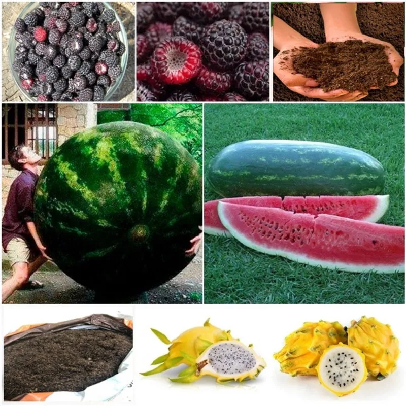 60 framboesa negra + 50 melancia gigante + 50 pitaya + super substrato
