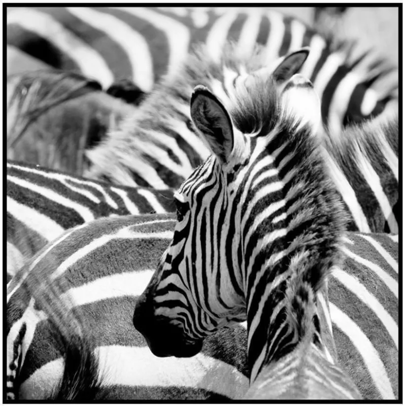 Quadro Decorativo E2G Design Barcelona Zebras Petro e Branco 30x30cm - E2G Design - Decoração