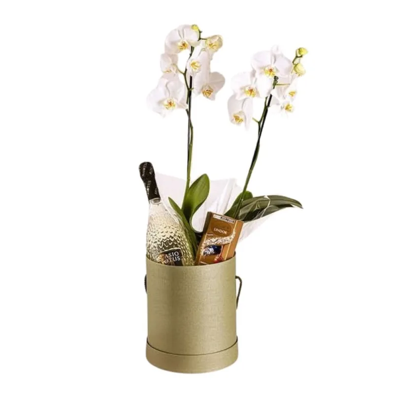 Kit Box Oliva Unidade - Festval - Floricultura