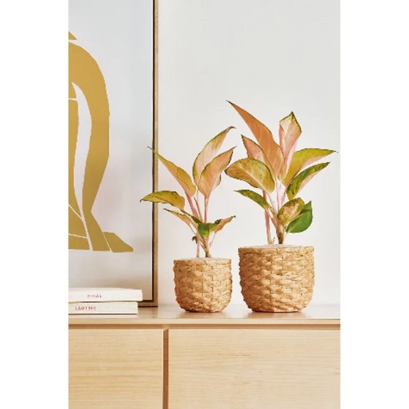 Cachepot em ceramica Mart