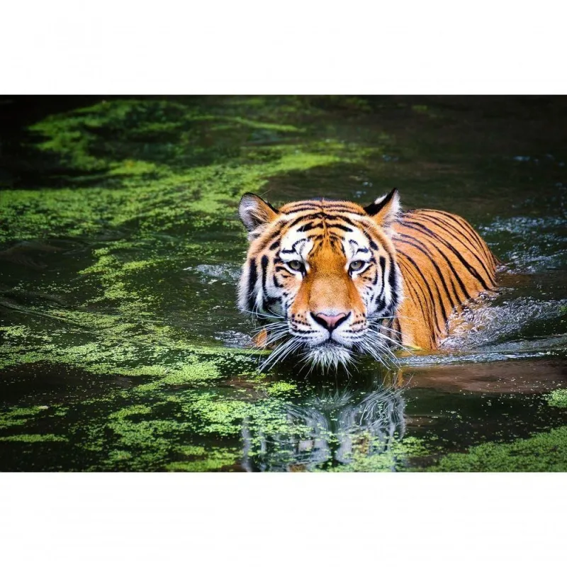 Quebra-cabeça Felinos de 500 Peças MDF Belo Tigre Indicado para Idosos Exercita Memória Coleção Tea - OUTRAS