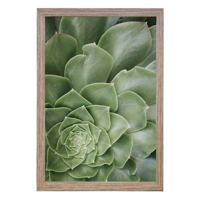 Quadro Com Vidro Suculenta 40X60Cm Arte Propria - ARTE PRÓPRIA