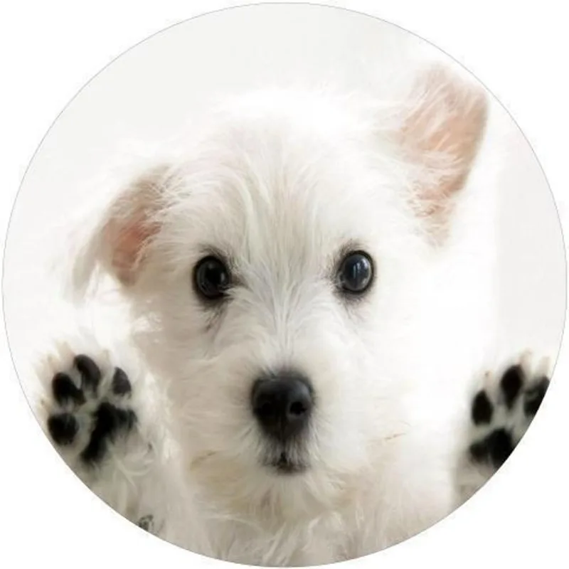 Capa De Estepe Ecosport Aircross Dog Patas