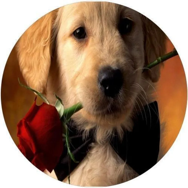 Capa De Estepe Ecosport Aircross Amor Dog