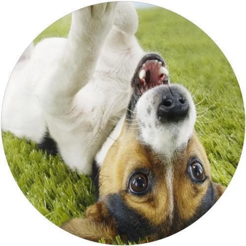 Capa De Estepe Ecosport Aircross Cachorrinho Fofo