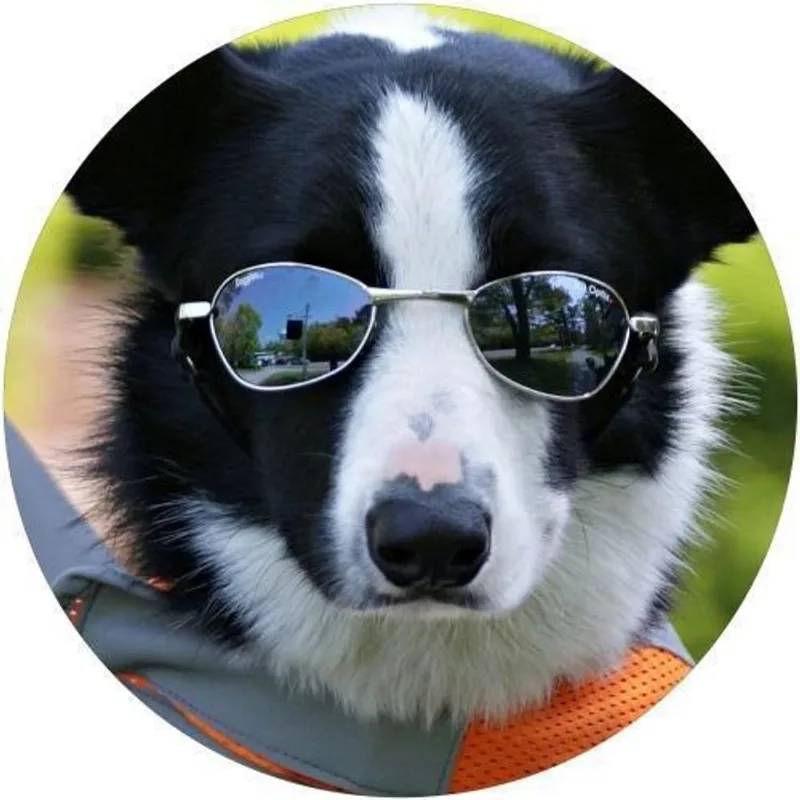 Capa De Estepe Ecosport Aircross Dog De Estimação