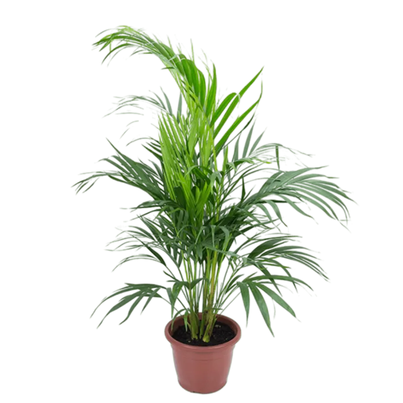 Areca P30 - SEM MARCA - Jardinagem