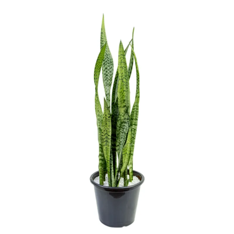 Espada de São Jorge P30 - SEM MARCA - Jardinagem