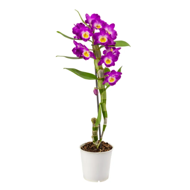 Orquídeas Dendobrium P12 - SEM MARCA - Jardinagem