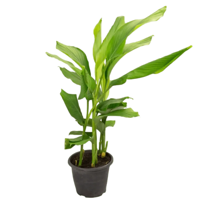 Canna Indica P17 - SEM MARCA - Jardinagem