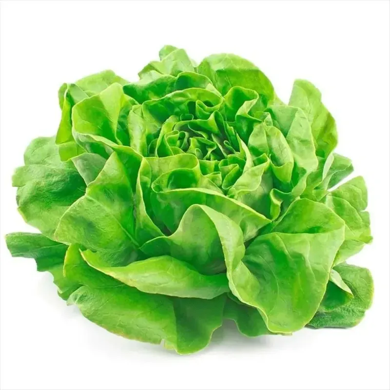 Alface Lisa Facilita Higienizada Unidade - FACILITA - Hortifruti