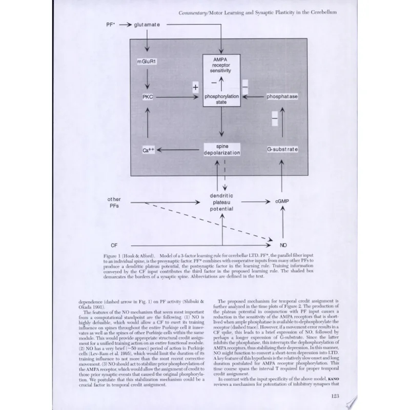 MOTOR LEARNING IN THE CEREBELLUM