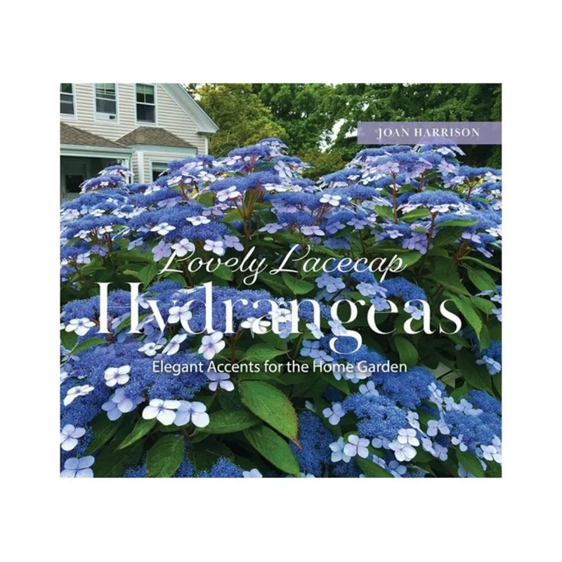 LOVELY LACECAP HYDRANGEAS - ELEGANT ACCENTS FOR THE HOME GARDEN