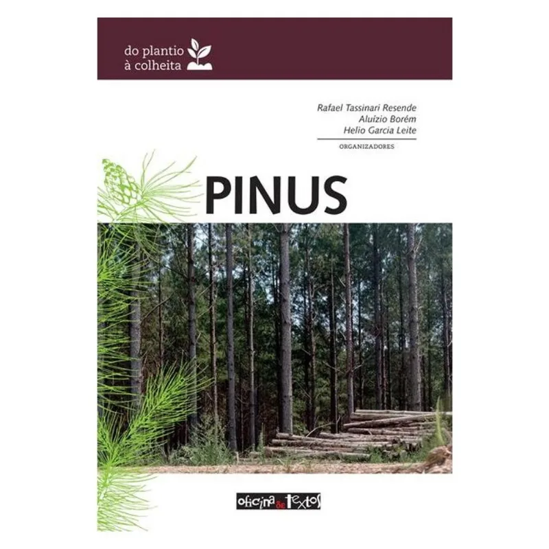 PINUS: DO PLANTIO À COLHEITA